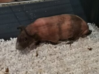 3 člená rodina Skinny morčat plus klece