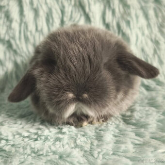 ⭐️ Vánoční ⭐️ Zakrslý beránek 🍀 U3 🍀