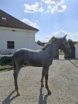 Starokladrubský hřebec