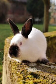 Kalifornský králík – samec