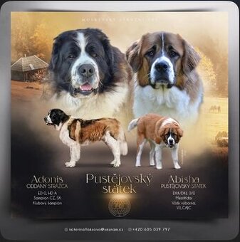 Moskevský strážní pes s PP