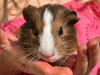 Morče - kluk 4,5 měsíce