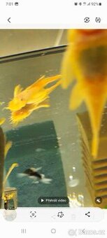 Prodám ancistruse l 144 lemon A obyč hnědé