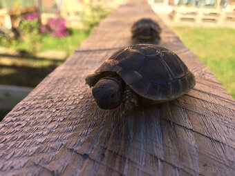 Želva zelenavá – prodám mláďata - 1