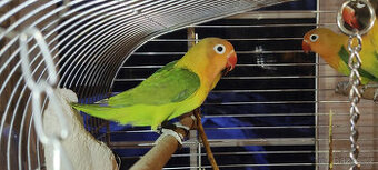 Agapornis fischeri - 1