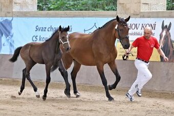 Klisna po Comme il faut a hribe hrebec po Contagio Z