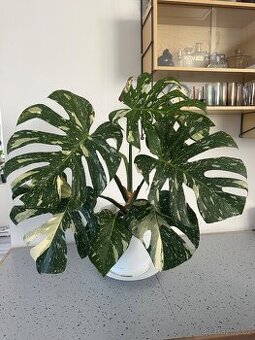Monstera Thai pokojová květina