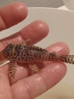 Hypancistrus L066