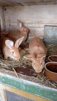 Burgundský králík