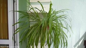 Zelenec (pokojová rostlina)