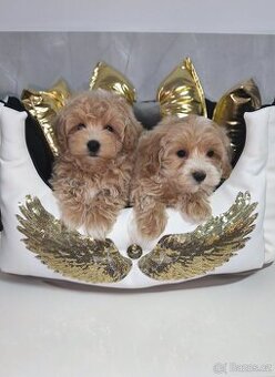 Exkluzivní maltipoo