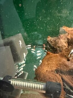 Prodám Ancistrus L144 Snow White