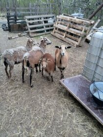 Prodám kamerunské ovce - beránek a ovečka
