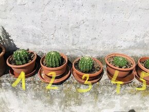 Kaktusy-balíkovna jen 30kč