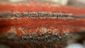 Pagekon Hrbolkohlavý (Rhacodactylus auriculatus)