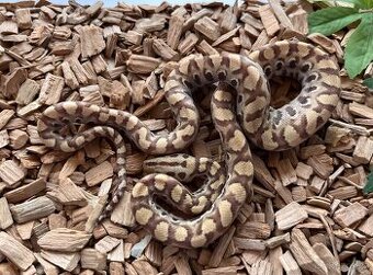 Epicrates cenchria/ maurus