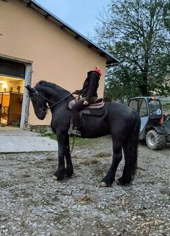 Fríský valach