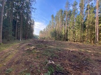 Lesní pozemek Újezdec u Kardašovy Řečice - 1