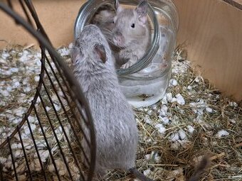 Osmak degu - 1