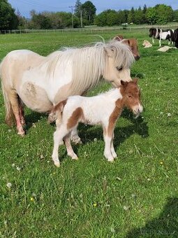 Shetland pony v mini typu- hřebečci
