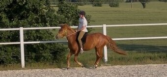 3 letá klisna pony x QH - 1