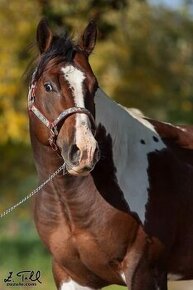 připouštění kvalitnimi plemeníky PAINT HORSE-HOMOZYGOT