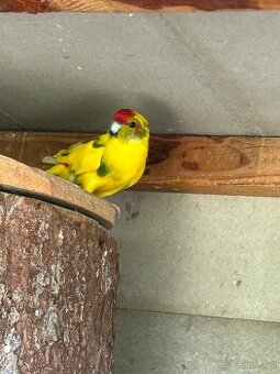 Kakariki