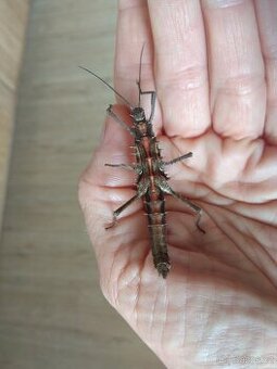 Strašilky Tissamenus sp Palaui