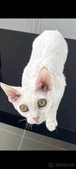 Devon rex kočička