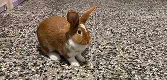 Daruji samičku chovného králíka