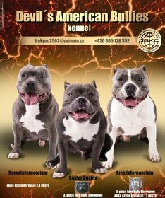American Bully krytí