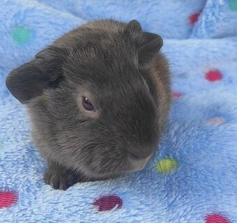 Morčata, morče, morčátka kluci i holky