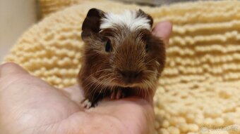 Morčata, morče, morčátka kluci i holky