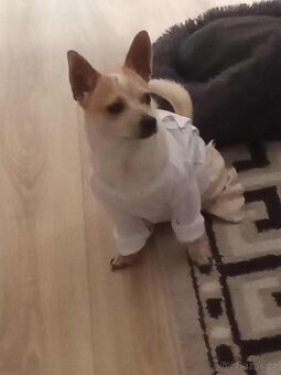 Čivava kříženym jorkšírem