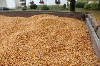 Kukuřice zrno suchá