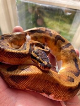 Krajta královská - Piebald mláďata 2025