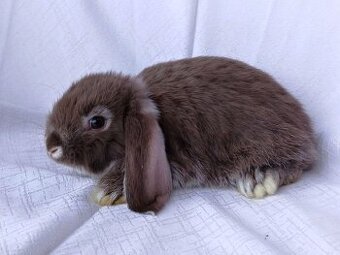 Zakrslí beránci a bílopesíkatí králíčci s rodokmenem