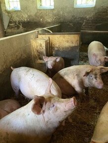 Jateční vykrmené prase