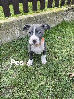 Americký stafordšírský teriér modrý