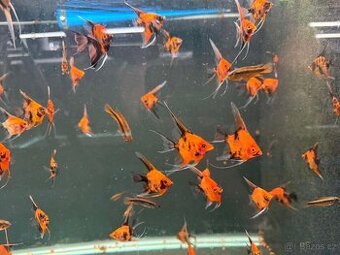 Koupím skalár Red devil a red cap