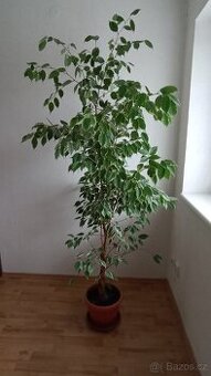 Fikus benjamin Ficus Benjamina, vzrostlá pokojová kytka