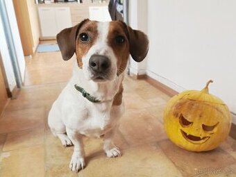 MAX K ADOPCI - AKUTNÍ, JRT, mazel pro zkušené