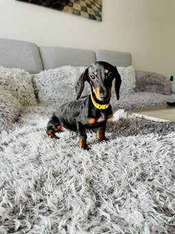 Jezevčík hladkosrstý trpasličí fenka