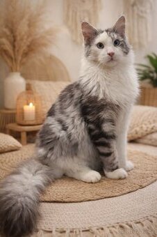 💙Mainská mývalí💙