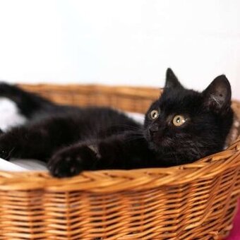 Ariel, mazlivé černé koťátko