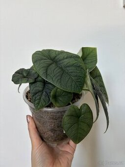 Alocasia Melo 🌿 (Lechuza, včetně květináče)