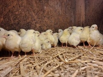 Kuřice, nosnice, morky, krůty, kachny, husy