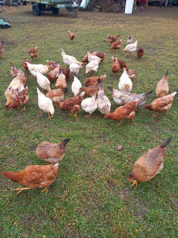 Prodám slepice-nosnice