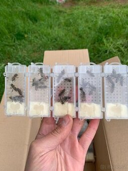 Včelí matky Karpatka 2026