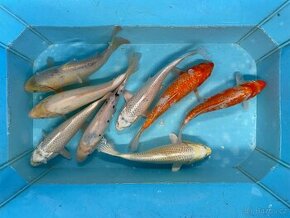 Jezírkové ryby KOI kapři